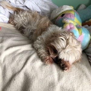 Meet your Posher, Lorenzo